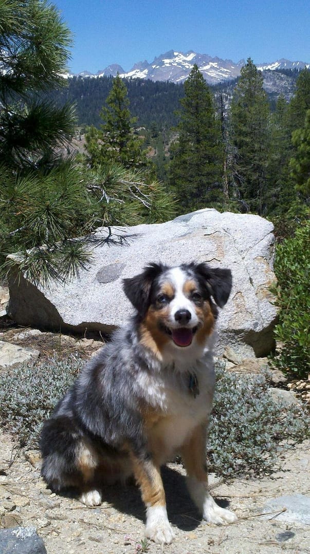Australian Shepherd mix sitting on rocky ground with pine trees and snow-capped mountains in the background