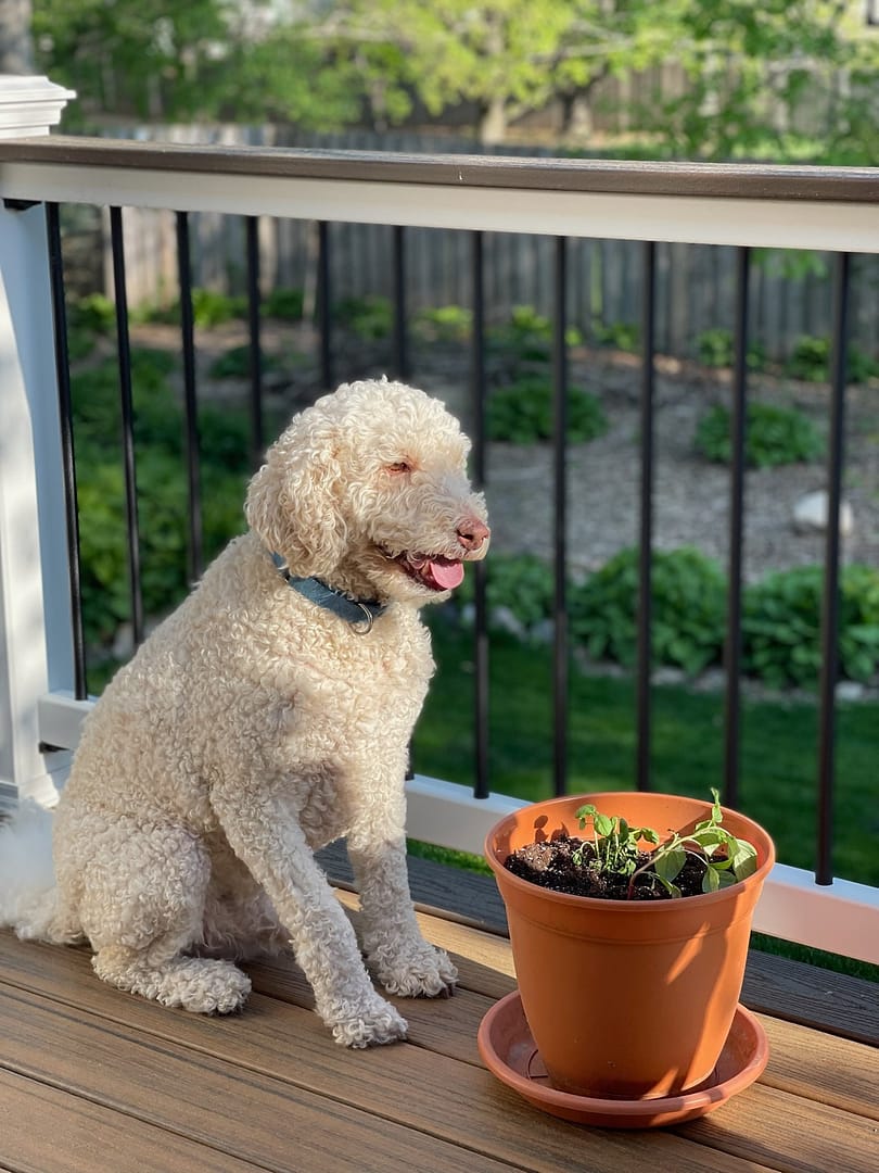 Cream-colored poodle sitting on a wooden deck beside a terracotta pot with small seedlings growing in soil.