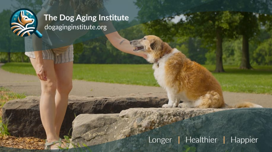 Meet The Dog Aging Institute