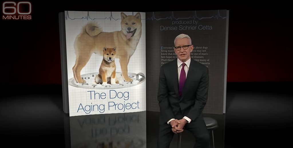 Opening image from 60 minutes episode. Anderson Cooper sitting on a stool in from of a poster for the Dog Aging Project.