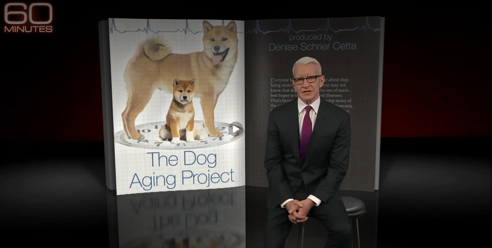 60 Minutes | Studying dogs may reveal path to longer, healthier life for dogs, humans